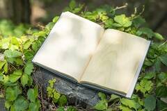 1冊として同じものはない、ページに“木”を使った『木のノート』。ふわっと漂う、木々の香りに癒されるよ