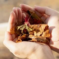 「SHIRO」からホワイトティーの香りの“ポプリ”が数量限定で登場！森で拾った落ち葉や木の実を使ったんだって