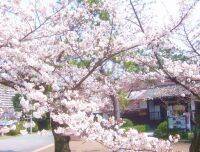 大阪でお花見やおしゃピクするならココ♡GWにもおすすめな公園15選