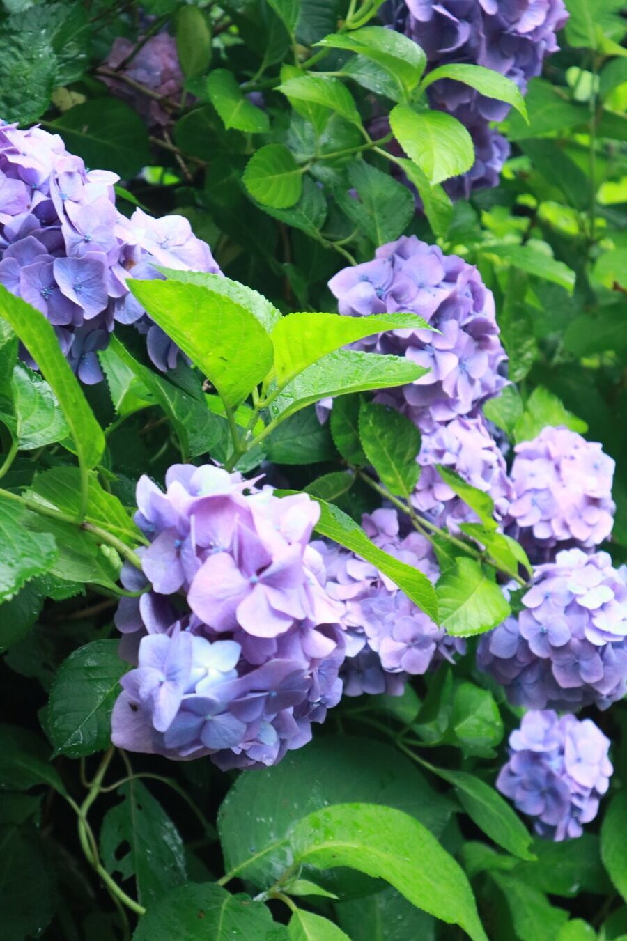 夏着物で鎌倉女子旅がとっても映え♡  紫陽花が見たいならいまが見頃♡の8枚目の画像
