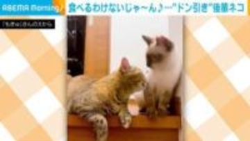 優しい先輩猫が突然ガブリ!後輩猫の“ドン引き”に「気まずそうな表情が可愛い」と反響