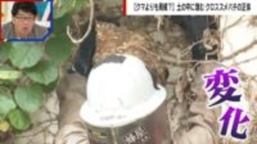 クロスズメバチに刺され小学生ら22人が搬送 「住宅地で巣作り…クマと同じで何かがおかしい」スズメバチ駆除業者が感じる“異変”