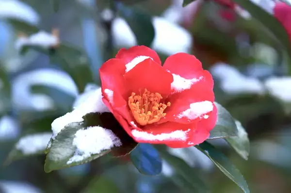 心をあたためる。冬に咲く山茶花が教えてくれること【11月7日〜11日】