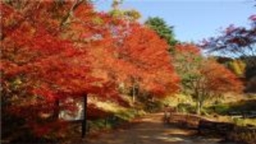 六甲高山植物園 一足早く「紅葉」が見頃!夜間開園イベント「ひかりの森~夜の芸術散歩~」も開催中