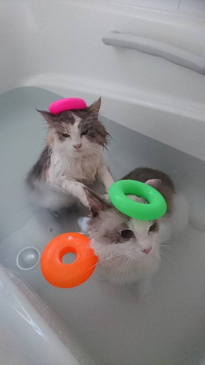 お風呂？余裕だニャン　おとなしく湯船に浸かる猫が猫飼いには衝撃的だと話題に