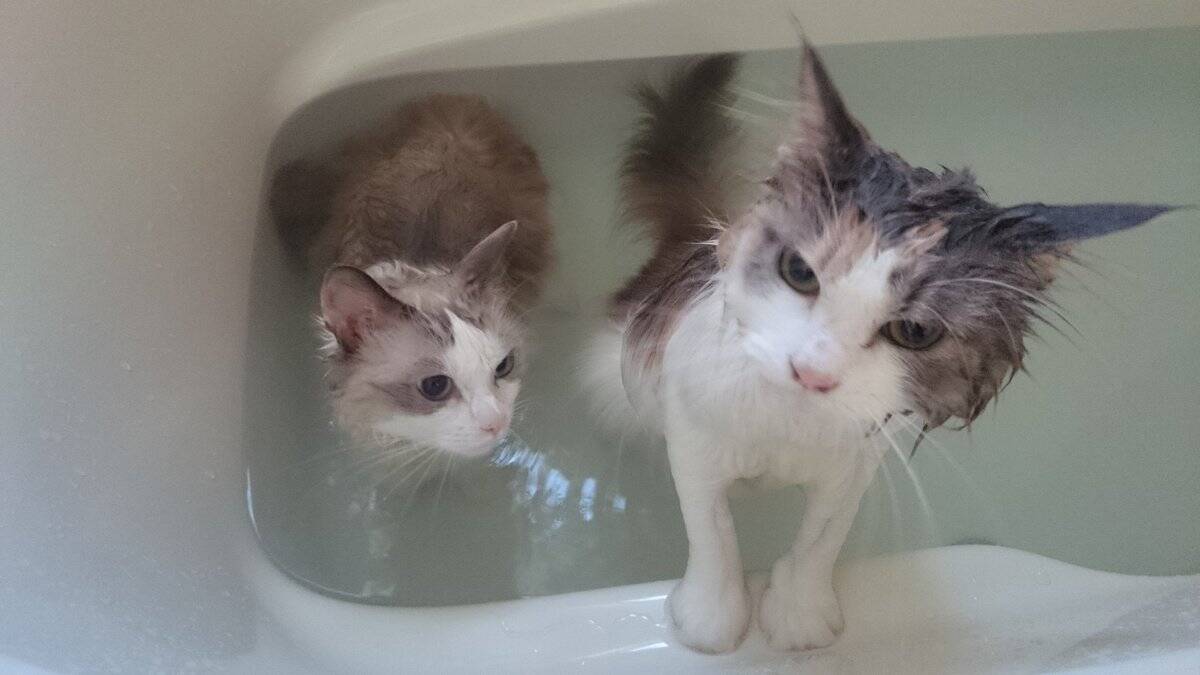 お風呂？余裕だニャン　おとなしく湯船に浸かる猫が猫飼いには衝撃的だと話題に
