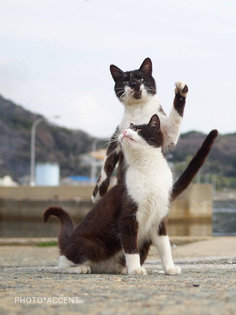 「スターぷらちにゃ！」　黒白猫のスタンドを操るハチワレのスタンド使い現る