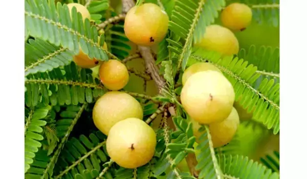 インドに伝わる若返りの果実「アムラ」は美肌＆アンチエイジングの妙薬!?