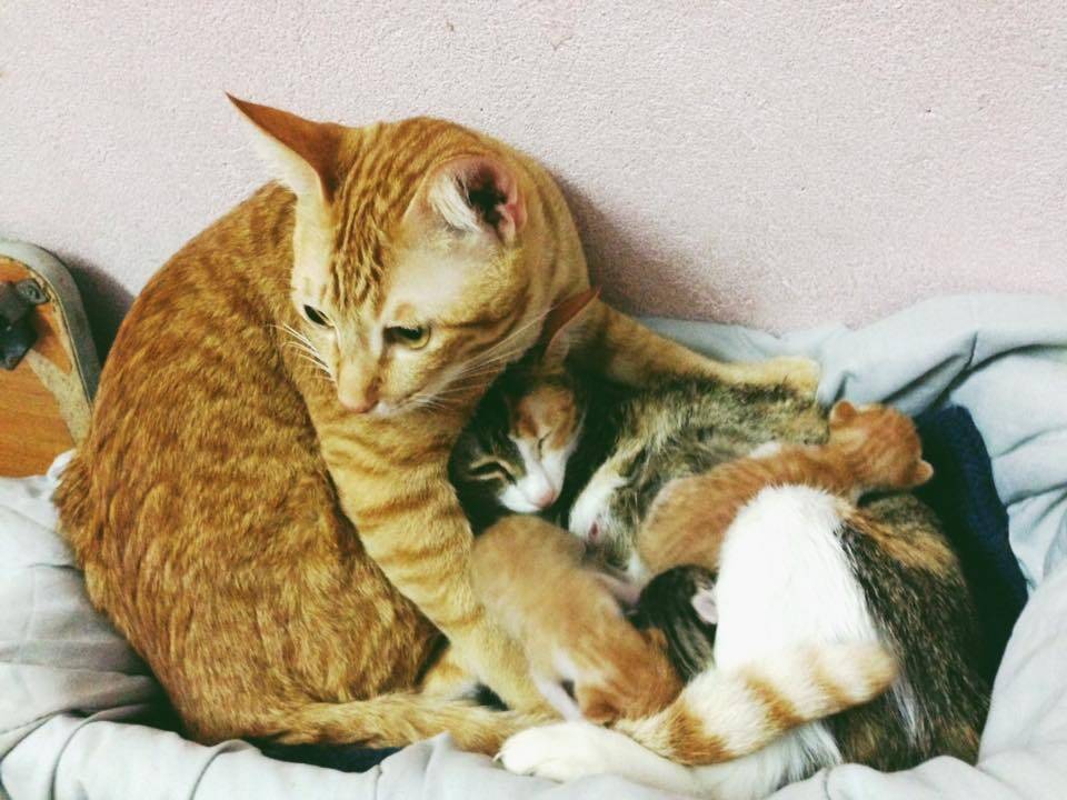 理想のラブラブ猫夫婦！愛する奥さんの子育てを必死に手助けするパパニャンコがステキ