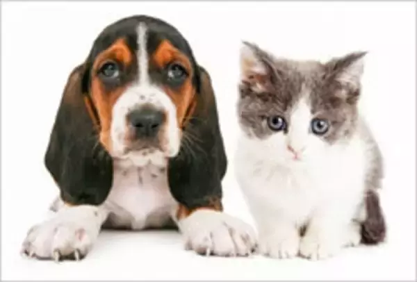 高まる飼い主の需要と、「法律上、ペットは“モノ」”の壁……ペット医療の課題とは