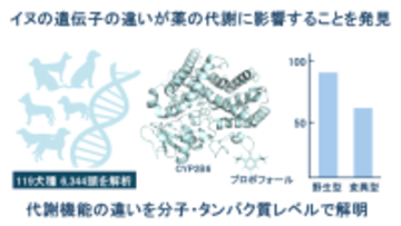 イヌの薬物代謝の個体差における原因の一端を解明-CYP2B6解析でヒトやイヌの安全な薬物治療の発展に貢献-