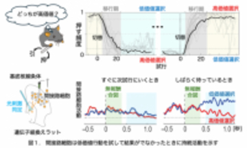 【玉川大学脳科学研究所 研究成果】大脳基底核回路の新たな機能を発見! ―望ましいはずの行動で結果が出ないときに代替案の模索を継続する―