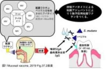【日本大学】卵の殻は捨てずに医薬品へ~世界で初めて卵殻からワクチンの働きを補助する物質を作製しました~