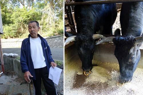 牛や魚は"オリーブ"をエサに美味しく育つ!?　香川県のオリーブ産業をレポート