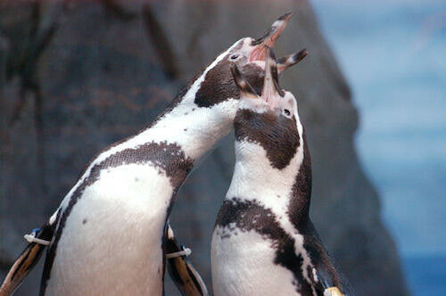 自分だけの“推しペン”を探すのもアリ！　“えのすい”の新ペンギンショー