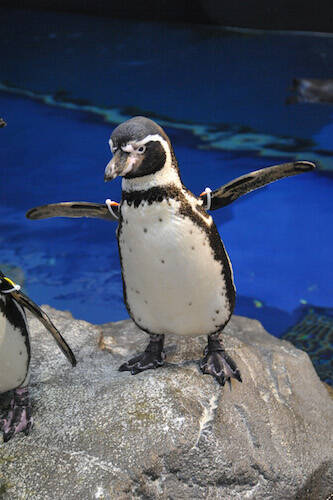 自分だけの“推しペン”を探すのもアリ！　“えのすい”の新ペンギンショー