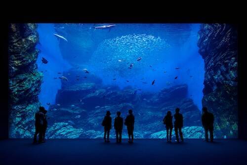 東北復興の象徴「仙台うみの杜水族館」オープン　巨大水槽や海獣たちとのふれあいなどが目玉！　