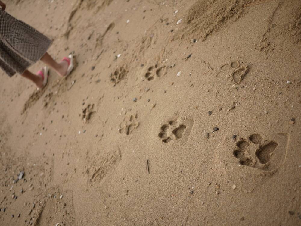 足跡が猫の肉球に！　砂浜を歩くのが楽しくなる下駄