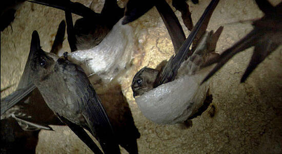 「ツバメの巣は偽物だらけ」日本人で唯一の“ツバメの巣ハンター”に話を聞く