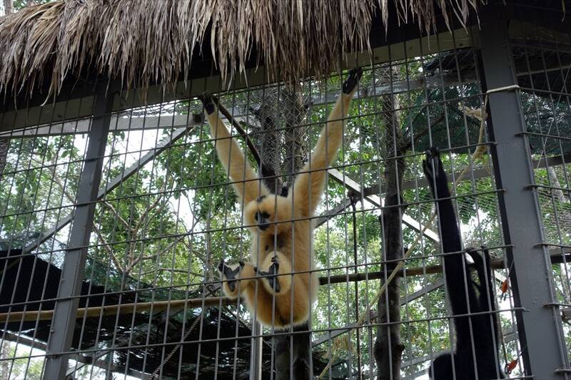 サル展示の横に野生のサル…ベトナム初のサファリパークがゆるすぎる
