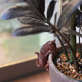 「「人と猫、植物がみんな安らぐ和モダン×ナチュラル」 by greycatsさん」の画像14