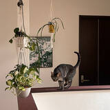 「「人と猫、植物がみんな安らぐ和モダン×ナチュラル」 by greycatsさん」の画像7