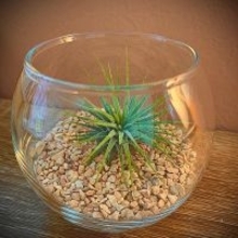 取り入れるだけでセンスアップ!無印良品のインテリアグリーンと関連グッズをご紹介