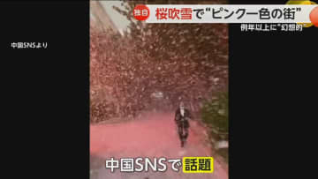 桜吹雪で“ピンク一色の街”　強風で例年以上に舞い散る　SNSでも「刺激的な桜吹雪」と話題に　中国・陝西省