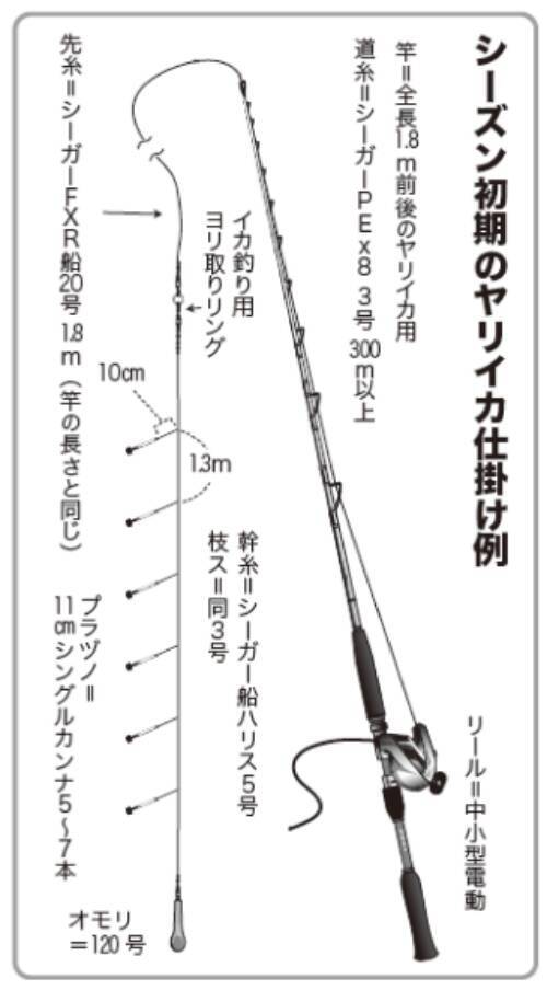 シーズン初期の小型を攻略三浦半島のヤリイカ上昇に期待