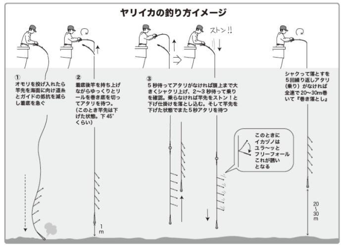 シーズン初期の小型を攻略三浦半島のヤリイカ上昇に期待