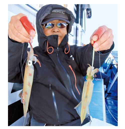 シーズン初期の小型を攻略三浦半島のヤリイカ上昇に期待