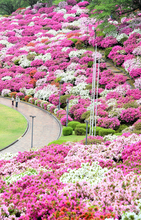 日本海側随一のツツジの名所…鯖江市西山公園で5月3日から「さばえつつじまつり」　福井県