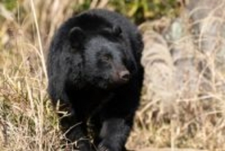 相次ぐクマ被害、対応限界も=市街地出没急増で苦慮―自治体