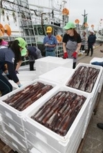 小型スルメイカ漁、初の停止命令=来年3月末まで―農水省