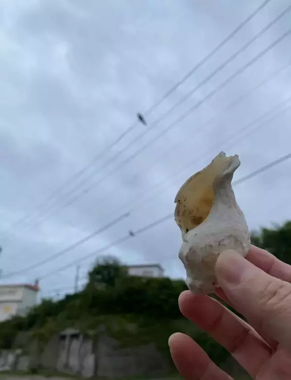 カラスが目の前にクルミを落とした→割ってあげたら... まさかの〝その後〟に15万人驚がく