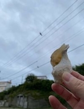 カラスが目の前にクルミを落とした→割ってあげたら... まさかの〝その後〟に15万人驚がく