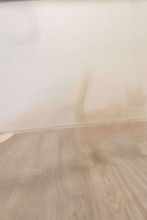 かわいい子猫を撮影→衝撃の仕上がりに2.9万人驚がく 「光学迷彩!?」「心霊現象」