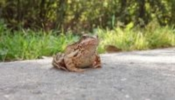 アメリカのカエルは道路の塩分で急速に進化が進んだことを発見