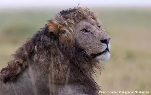 イケメンですね。タテガミがカールしている珍しい巻き毛ライオンが激写される