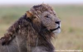 イケメンですね。タテガミがカールしている珍しい巻き毛ライオンが激写される