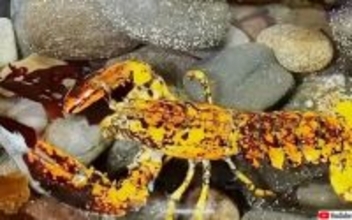 3000万匹に1匹!希少なまだら模様のロブスターが捕獲される