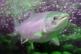 恐竜時代、7300万年前の新種のサケの化石を発見、魚類の歴史を塗り替える