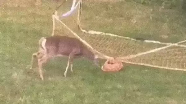 ゴールネットに足が引っかかってしまった子鹿と戸惑う母鹿。困った子鹿を人間男性が手助け