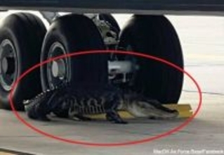 米空軍基地に巨大ワニが侵入。航空機の車輪の下からの捕獲劇