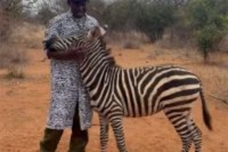 孤児のシマウマを安心させるため、ゼブラ柄のコートでお世話をする飼育員たち