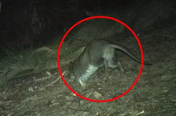 うれしいニュース。30年目撃が途絶えていたアシナガネズミカンガルーをカメラがとらえる