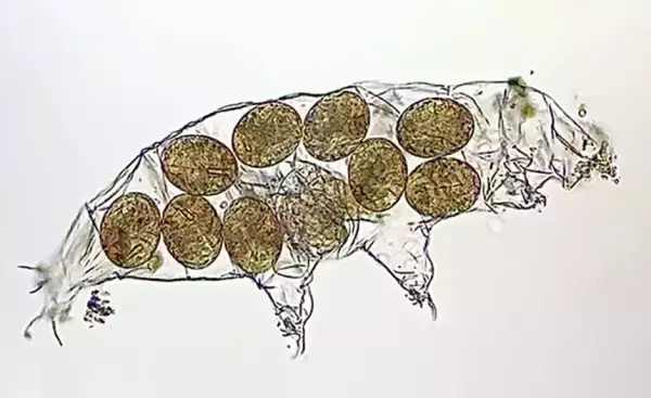 生まれた!クマムシの卵が孵化し、脱皮殻を破って出てくる瞬間をとらえた顕微鏡映像