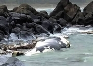 鳥取の海岸にクジラ漂着　10～15m、死後数日か