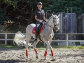 物価高、騎馬隊にも影響 餌代に寄付募る、京都