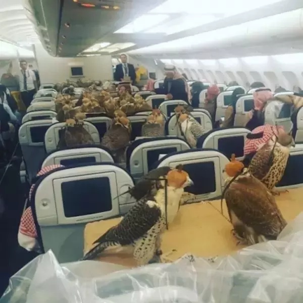 サウジ王族が80匹の鳥と飛行機に乗る写真が話題 エコノミークラス席に、鳥、鳥、鳥、鳥…！